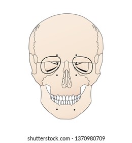 vector illustration depicting the structure of the skull on a white background