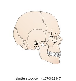 vector illustration depicting the structure of the skull on a white background