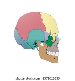 vector illustration depicting the structure of the skull in a profile on a white background