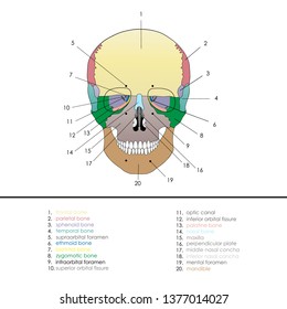 Vector illustration depicting the structure of the skull on a white background. Anterior view.