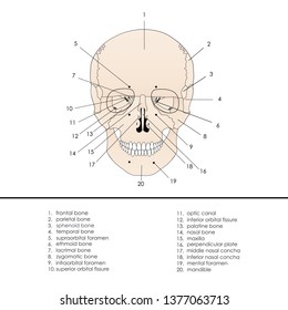 Vector illustration depicting the structure of the skull on a white background. Anterior view.