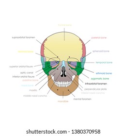 Vector illustration depicting the structure of the skull on a white background. Anterior view.