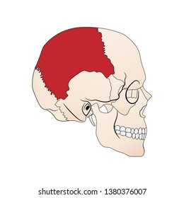 Vector illustration depicting the structure of the skull on a white background. Lateral view. The parietal bone is highlighted in red. Parietal bone.