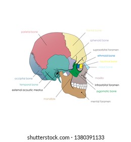 Vector illustration depicting the structure of the skull on a white background. Lateral view