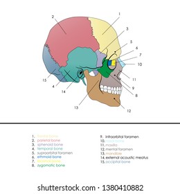 Vector illustration depicting the structure of the skull on a white background. Lateral view