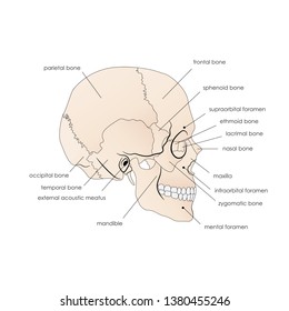 Vector illustration depicting the structure of the skull on a white background. Lateral view.