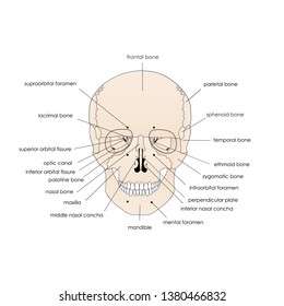 Vector illustration depicting the structure of the skull on a white background. Anterior view.