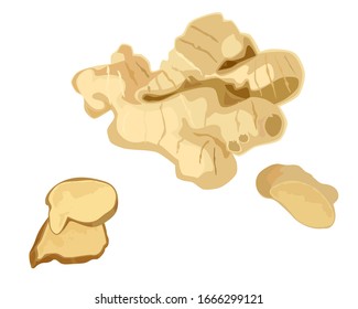 vector illustration depicting a whole fresh ginger root and cut into pieces on a white background