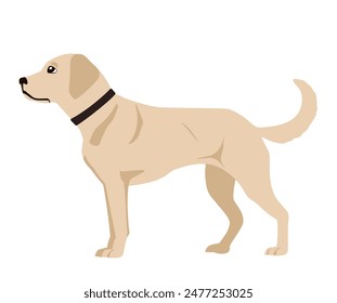 La Ilustración vectorial representa un labrador retriever amarillo sobre un fondo blanco. El perro está mirando a la izquierda con la cabeza un poco inclinada hacia arriba. Tiene una cola larga y está de pie con las piernas rectas.