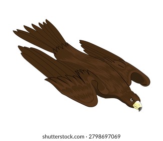 vector illustration design of a brown eagle that looks like a golden eagle that appears to be flying in a downward dive