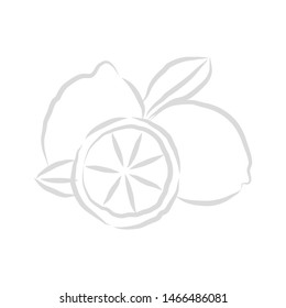vector illustration design of lemon with white background