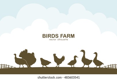 Vector illustration: Design template  with birds on  background of  farm. 