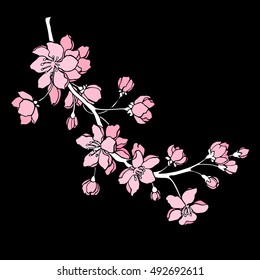 Vector illustration. Designer Sakura. Branch of Japanese cherry blossoms with beautiful flowers.Sakura on a white background. Handmade, outline drawing.