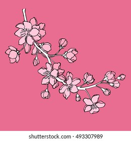 Vector illustration. Designer Sakura. Branch of Japanese cherry blossoms with beautiful flowers.Sakura handmade.