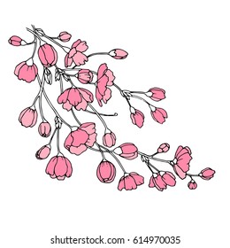 Vector illustration. Designer Sakura. Branch of Japanese cherry blossoms with beautiful flowers  on a white background. Handmade.