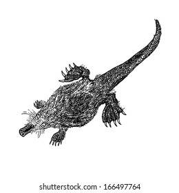 vector illustration of a desman or muskrat vintage engraving style