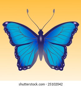 Vector Illustration of detailed Brightly colored butterfly.