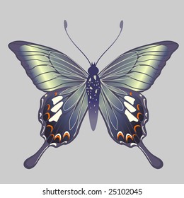 Vector Illustration of detailed Brightly colored butterfly.
