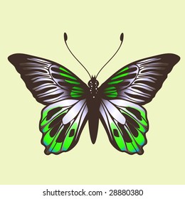 Vector Illustration of detailed Brightly colored butterfly.