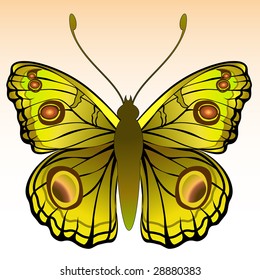 Vector Illustration of detailed Brightly colored butterfly.