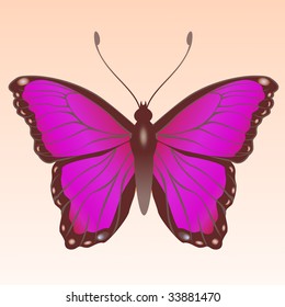 Vector Illustration of detailed Brightly colored butterfly.