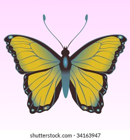 Vector Illustration of detailed Brightly colored butterfly.