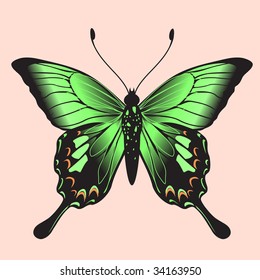 Vector Illustration of detailed Brightly colored butterfly.
