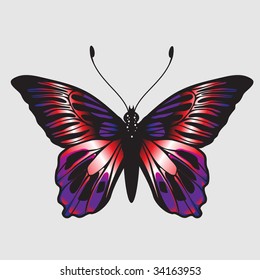 Vector Illustration of detailed Brightly colored butterfly.