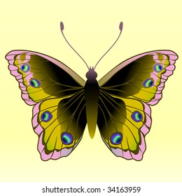 Vector Illustration of detailed Brightly colored butterfly.