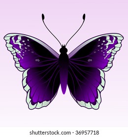 Vector Illustration of detailed Brightly colored butterfly.
