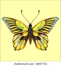 Vector Illustration of detailed Brightly colored butterfly.