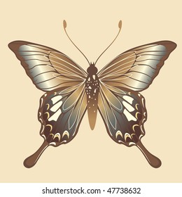 Vector Illustration of detailed Brightly colored butterfly.