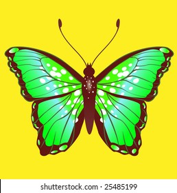 Vector Illustration of detailed Brightly coloured butterfly.