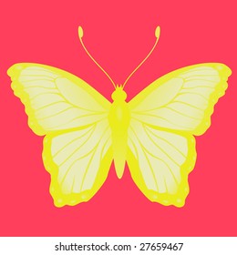 Vector Illustration of detailed Brightly coloured butterfly.