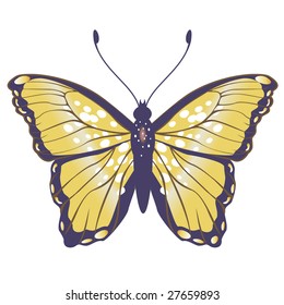 Vector Illustration of detailed Brightly coloured butterfly.