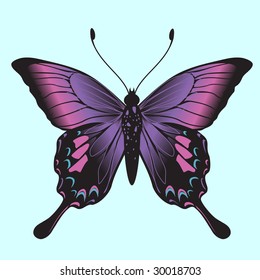 Vector Illustration of detailed Brightly coloured butterfly.