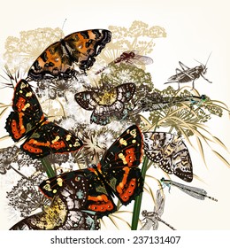 Vector illustration with detailed butterflies in vintage style