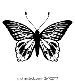 Vector Illustration Detailed Butterfly Silhouette Stock Vector (Royalty ...