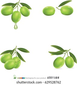 Vector illustration of detailed green olives with leaves on white background.