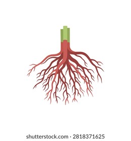Vector Illustration of a Detailed Plant Root System with Green Stem Isolated on White Background