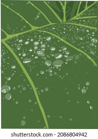 vector  illustration of dew on a green leaf in the morning