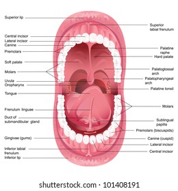 Inside Mouth Anatomy - Anatomy Drawing Diagram