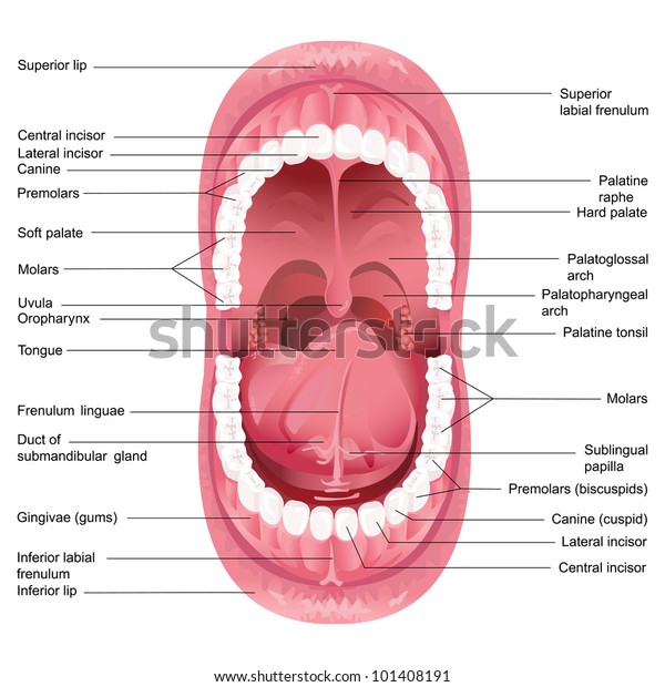 人の口の解剖図のベクターイラスト のベクター画像素材 ロイヤリティフリー