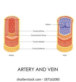 vector illustration of diagram of artery and vein