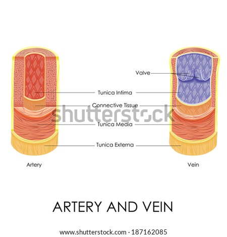 Vector Illustration Diagram Artery Vein Stock Vector (Royalty Free