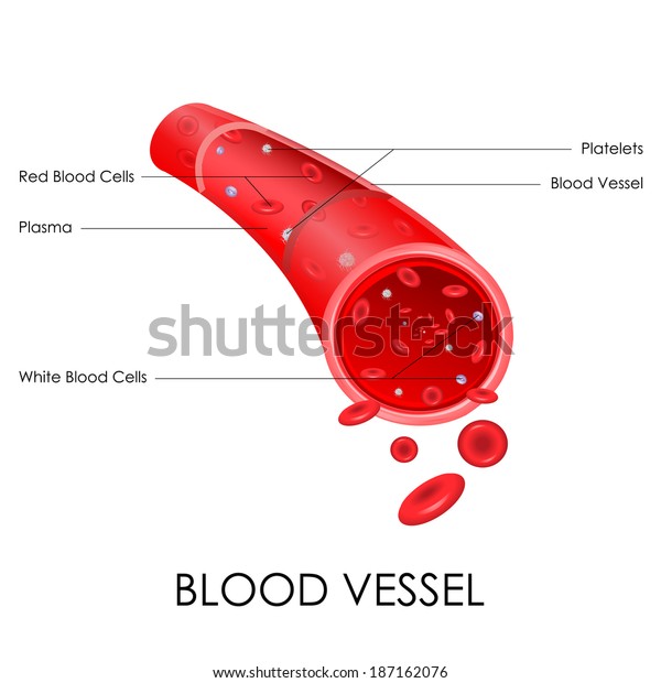 Vector Illustration Diagram Blood Vessel Stock Vector (Royalty Free ...