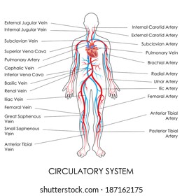 vector illustration of diagram of Circulatory System