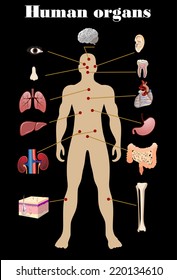 Vector illustration of diagram of human anatomy