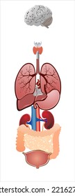 Vector illustration of diagram of human anatomy