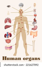 Vector illustration of diagram of human anatomy